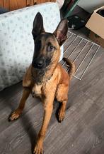DRINGEND mechelse herder x hollandse herder, Dieren en Toebehoren, Honden | Herdershonden en Veedrijvers, 15 weken tot 1 jaar