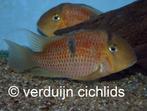 GEZOCHT: Guianacara surinam red spotted, Dieren en Toebehoren, Vis