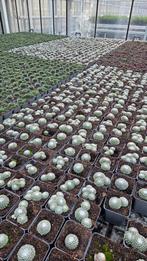 Sempervivum mix - 9cm pot - rotsplant - vaste planten, Ophalen of Verzenden, Halfschaduw