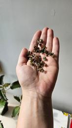 Kalanchoe daigremontiana stekjes (10 stuks), Groene kamerplant, Ophalen of Verzenden, Minder dan 100 cm