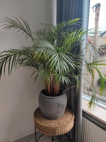 Palm in pot 