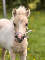 Palomino hengst, shetlander, Niet van toepassing, 0 tot 2 jaar, Hengst, A pony (tot 1.17m)