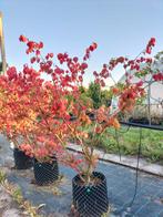 Euonymus alatus/ gevleugelde kardinaalsmuts, Tuin en Terras, Ophalen, Volle zon, Overige soorten, 100 tot 250 cm