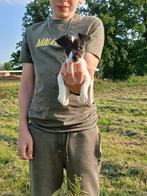 Jack Russel pups, Dieren en Toebehoren, Honden | Jack Russells en Terriërs, Jack Russell Terriër, CDV (hondenziekte), 8 tot 15 weken