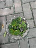 Stenen pot met Sempervivum plant, Tuin en Terras, Steen, Gebruikt, Rond, Binnen