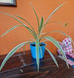 Graslelie in blauwe pot, Ophalen, Overige soorten, Halfschaduw, In pot