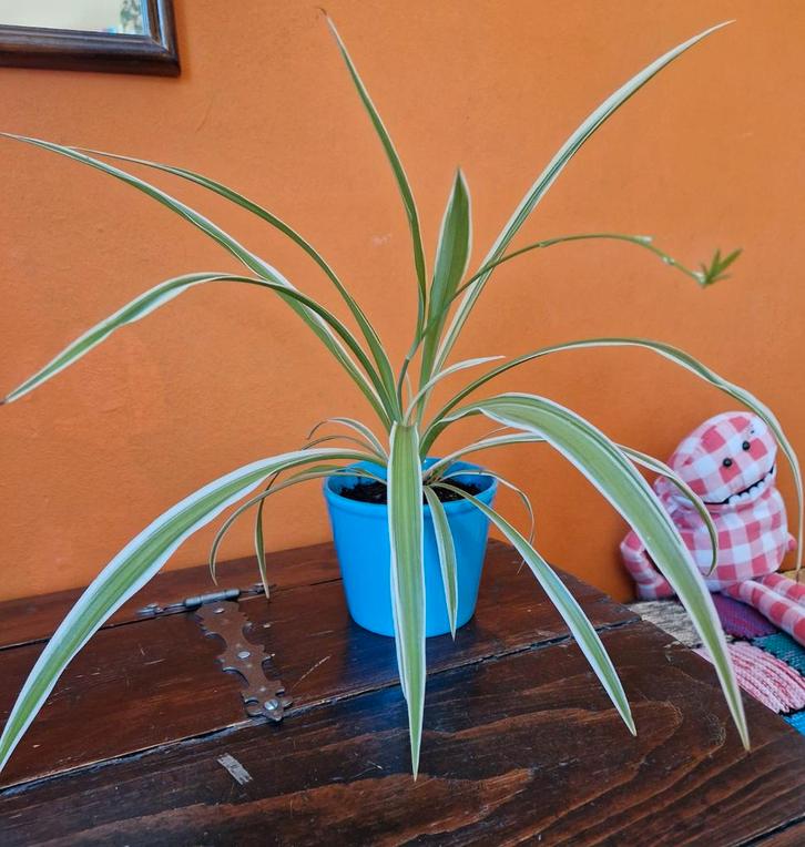 Graslelie in blauwe pot, Huis en Inrichting, Kamerplanten, Overige soorten, Minder dan 100 cm, Groene kamerplant, Halfschaduw