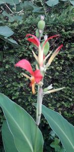 canna zaden, Tuin en Terras, Bloembollen en Zaden, Verzenden, Volle zon