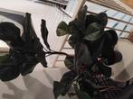 Kunst plant, Ophalen of Verzenden, Zo goed als nieuw