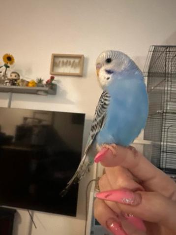 Jonge papegaai 12 weken grasparkiet beschikbaar voor biedingen