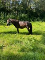 Mooie shetlander merrie 6 jaar, Dieren en Toebehoren, Pony's, Merrie, A pony (tot 1.17m), Recreatiepony, Gechipt