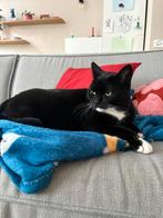 Poes Kiki zoekt een nieuw huisje, Dieren en Toebehoren, Poes