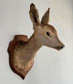Taxidermie mooie Opgezette Ree kop - Capreolus wandmontage, Verzamelen, Dierenverzamelingen, Ophalen of Verzenden, Zo goed als nieuw