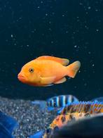 Mbuna cichliden, Dieren en Toebehoren, Vissen | Aquariumvissen, Vis