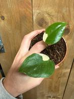Monstera deliciosa variegata plant albo white wit large, Ophalen of Verzenden, Halfschaduw, Minder dan 100 cm