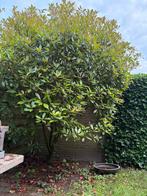 plant gratis af te halen, Ophalen, Overige soorten