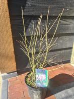 Dwergsering 'Miss Kim', Tuin en Terras, Ophalen of Verzenden, Overige soorten, Haag, Minder dan 100 cm