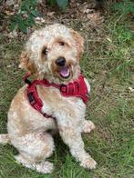 Cockapoo dekreutje, Nederland, Reu, CDV (hondenziekte), 1 tot 2 jaar