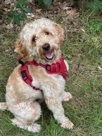 Cockapoo dekreutje beschikbaar voor biedingen