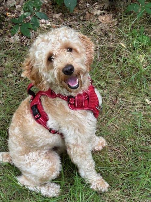 Cockapoo dekreutje, Dieren en Toebehoren, Honden | Dekreuen, Reu, Fokker | Professioneel, Meerdere, Nederland, 1 tot 2 jaar, CDV (hondenziekte)
