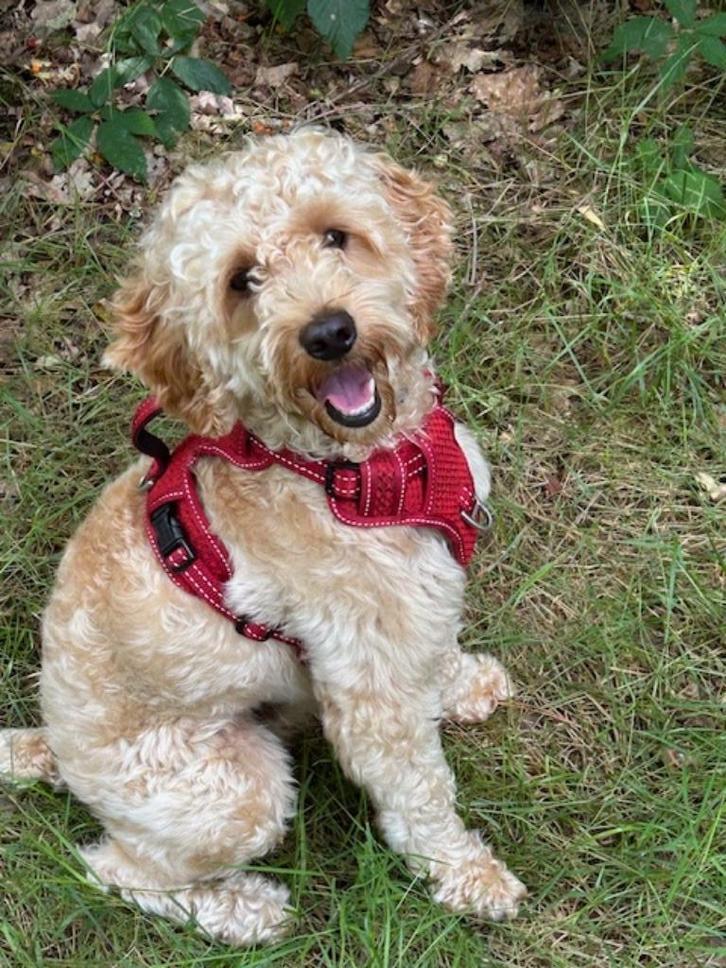 Cockapoo dekreutje, Dieren en Toebehoren, Honden | Dekreuen, Reu, Fokker | Professioneel, Meerdere, Nederland, 1 tot 2 jaar, CDV (hondenziekte)