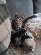 Poes vermist sinds 13-01-2026, Kat