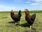 Mooie tamme Harco kippen gesekst en ingeënt | goede leggers, Dieren en Toebehoren, Pluimvee, Vrouwelijk, Kip