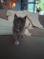 Maine coon kittens met stamboom, Meerdere dieren, Gechipt, 0 tot 2 jaar