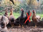 3 Hennen en 1 haan, Dieren en Toebehoren, Pluimvee, Meerdere dieren, Kip