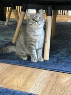 Britse kort haar, Dieren en Toebehoren, Kater, Ontwormd, 0 tot 2 jaar