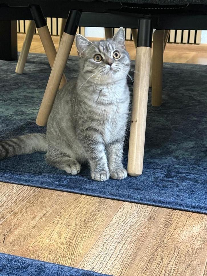 Britse kort haar, Dieren en Toebehoren, Katten en Kittens | Raskatten | Korthaar, Kater, 0 tot 2 jaar, Ontwormd, Ingeënt