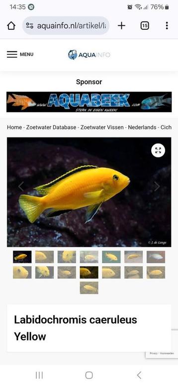 yellow chiclide  beschikbaar voor biedingen