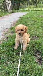 Honden, Dieren en Toebehoren, Honden | Chihuahua's en Gezelschapshonden, Reu, 8 tot 15 weken, Eén hond, CDV (hondenziekte)