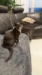 Lieve Britse Korthaar x Blauwe Rus kitten – 4 maanden oud, Dieren en Toebehoren, Kater