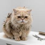 Gezocht! Katten die hoognodig naar de trimsalon moeten!, Diensten en Vakmensen, Trimmen of Verzorging