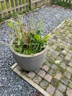Diverse planten met bak, Ophalen, Overige soorten, Volle zon