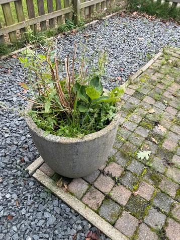 Diverse planten met bak beschikbaar voor biedingen