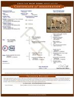 2,5 jarige paint horse, 1,5 jarige quarter en welsh, Dieren en Toebehoren, Paarden, Minder dan 160 cm, Gechipt, 0 tot 2 jaar, Westernpaard
