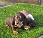 Te koop Dwerg Teckel pups (tekkel), Nederland, CDV (hondenziekte), 8 tot 15 weken, Korthaar