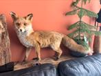 Taxidermie opgezette Vos, Verzamelen, Ophalen, Gebruikt, Wild dier, Opgezet dier