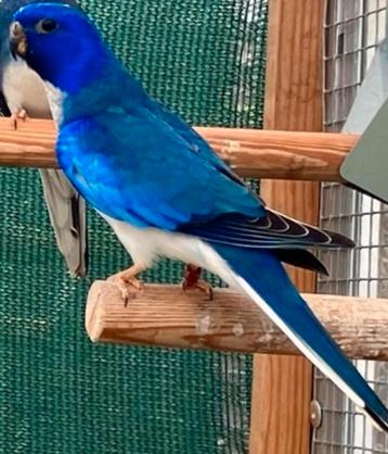 Ben op zoek naar 2 mannen wit borst violet blauw beschikbaar voor biedingen