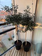 Olijfbomen in pot 2 stuks, Tuin en Terras, 100 tot 250 cm, Olijfboom, Zomer, Ophalen