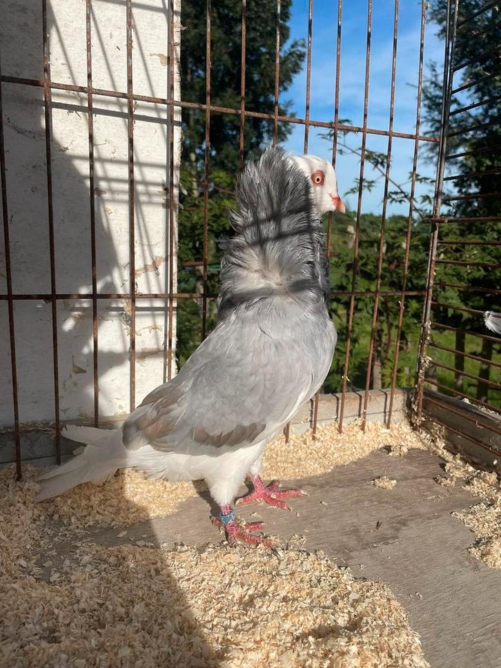 Oud-Hollandse kapucijnen opaal kleur, Dieren en Toebehoren, Vogels | Duiven, Postduif, Mannelijk