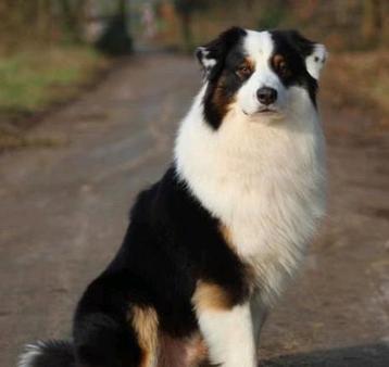 Raszuivere gestest Australian Shepherd Black Tri Dekreu pups beschikbaar voor biedingen