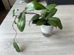 Hoya Erythina, Ophalen of Verzenden, In pot, Halfschaduw, Minder dan 100 cm