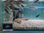 Metriaclima Aurora Malawi Cichliden, Vis, Zoetwatervis