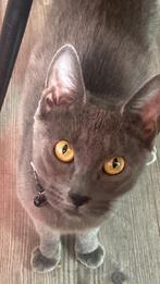 Blauwe rus kittens verwacht
