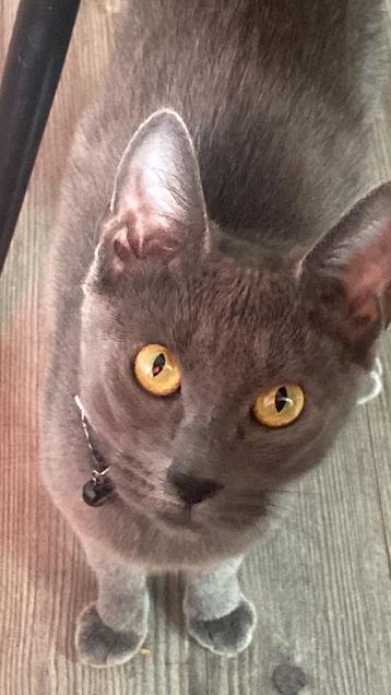 Blauwe rus kittens verwacht  beschikbaar voor biedingen