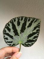 Begonia silver jewel, verse stek, Ophalen of Verzenden, Halfschaduw, Minder dan 100 cm