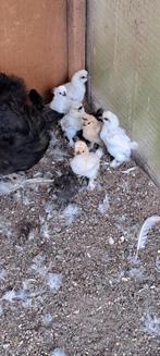 Usa zijdehoen, Dieren en Toebehoren, Pluimvee, Geslacht onbekend, Kip